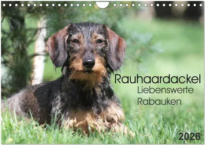 Produktbild von Liebenswerte Rabauken - Rauhaardackel (Wandkalender 2026 DIN A4 quer), CALVENDO Monatskalender
