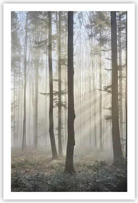 Produktbild von Poster - Poster ohne Rahmen - Wald Baum Natur - 61x91,5 cm - Wand Bild - Wanddeko - Wandbilder - Kunstposter - Wandposter - Bilder - Kunstdruck - Wanddekoration - Wandbild - P2XPA61x91-3749