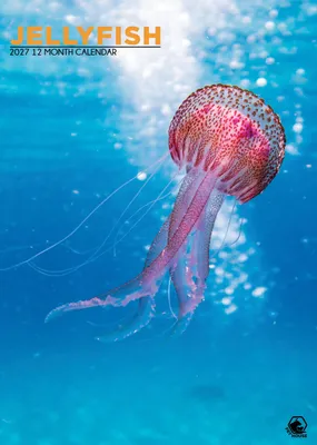 Immagine prodotto di Calendario A3 Kwallen 2027