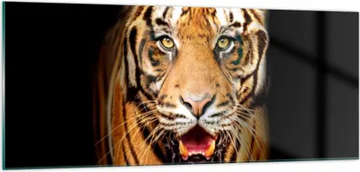 Produktbild von Bilder auf glas - tiger tier - 100x40cm - Glasbilder - Wandbilder - Bilder - Kunstdruck - zum Aufhängen bereit - Wanddekoration aus Glas - Glas Bilder - Wandbild auf Glas - Einteilig - GAB100x40-4103
