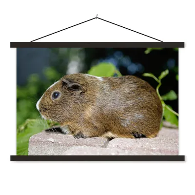 Produktbild von MuchoWow® Textilposter Meerschweinchen-Porträt 90x60 cm mit schwarzem Rahmen - Aufhängungssatz