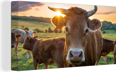 Produktbild von MuchoWow® - Leinwandbilder - Kühe - Sonne - Wiese - Landleben, Wandbild, Wanddeko Bilder Wohnzimmer, 40x20 cm