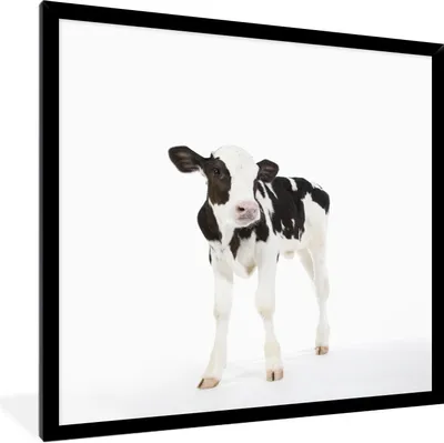 Produktbild von MuchoWow® Gerahmtes Poster Kuh - Kalb - Weiß - Tiere 40x40 cm - Poster mit Schwarzem Bilderrahmen Wandposter Rahmen Foto Bilder - Mit Rahmen - Wanddekoration Schlafzimmer
