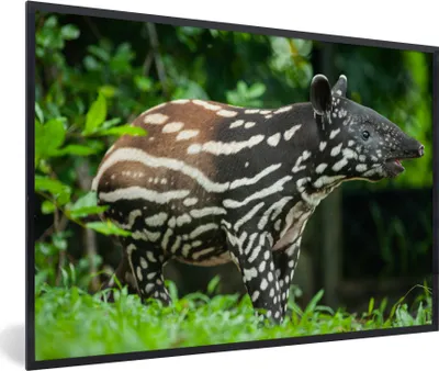 Produktbild von MuchoWow® MuchoWow® Gerahmtes Poster Junger Tapir im Dschungel 90x60 cm - Poster mit zchwarzem Bilderrahmen - Fotorahmen - Foto-Plakat
