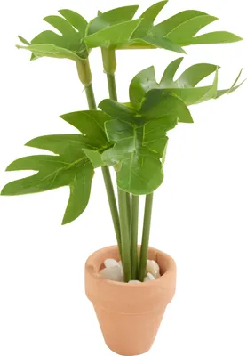 Produktbild von HobbyFun Miniatur Pflanze Monstera 2.6 bis 9.0 cm Kunstpflanze Dekoration