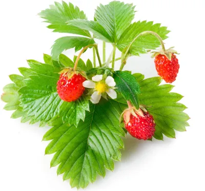 Image de Click and Grow fraises des bois, capsules avec graines et substrat 3pcs