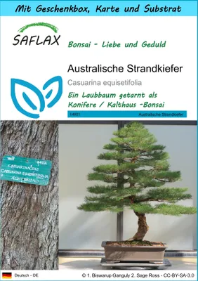 Produktbild von SAFLAX - Geschenk Set - Bonsai - Australische Strandkiefer - 200 Samen - Mit Geschenk- / Versandbox, Versandaufkleber, Geschenkkarte und Anzuchtsubstrat - Casuarina equisetifolia