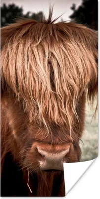 Produktbild von MuchoWow® Poster Schottischer Highlander - Baum - Gras 20x40 cm - Plakat - Foto