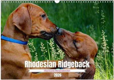 Produktbild von Rhodesian Ridgeback, Charmante Herzensbrecher (Wandkalender 2026 DIN A3 quer), CALVENDO Monatskalender