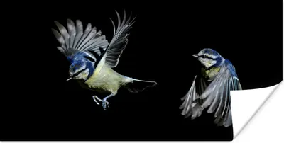 Produktbild von MuchoWow® Poster Vogel - Federn - Porträt 40x20 cm