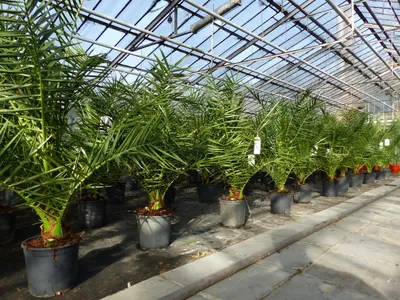 Produktbild von Palme 90-120 cm, Phoenix canariensis, kanarische Dattelpalme, kräftige Palmen, keine Jungpflanzen