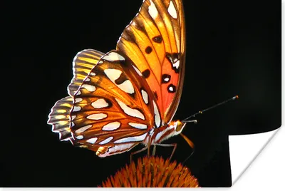 Produktbild von MuchoWow® Poster Schmetterling - Blumen - Insekt - Porträt - Schwarz - Orange 120x80 cm - Bilder