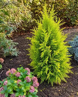 Produktbild von Zypresse Chamaecyparis lawsoniana 'Erecta Aurea' Winterhart immergrün 40 - 50 cm