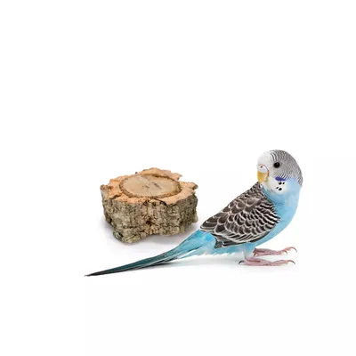 Immagine prodotto di Gioco naturale da masticare per pappagalli - set di 3 pezzi in corteccia di quercia e sughero