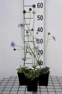 Immagine prodotto di 6 x Scabiosa col. 'Butterfly Blue' - Scabiosa - Vaso 9 x 9 cm