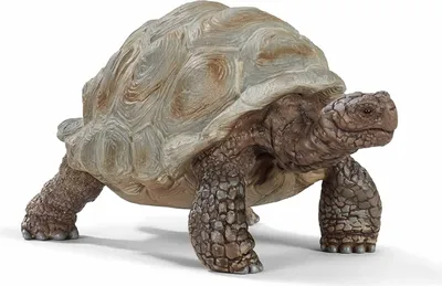 Produktbild von SCHLEICH Riesenschildkröte 0 0 0