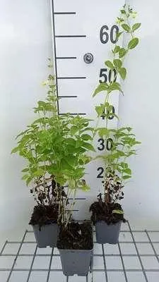 Produktbild von 6 x  Nepeta govaniana - Katzenminze - Topf 9 x 9 cm