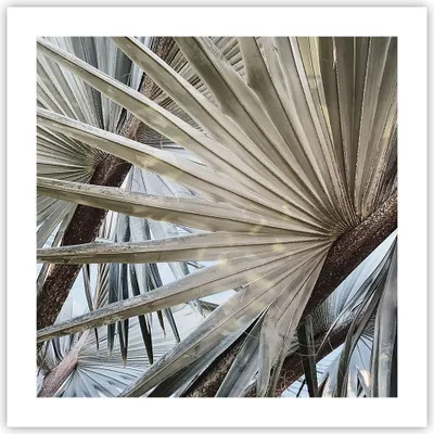 Produktbild von Poster - Poster ohne Rahmen - Blatt Palme Natur - 50x50 cm - Wand Bild - Wanddeko - Wandbilder - Kunstposter - Wandposter - Bilder - Kunstdruck - Wanddekoration - Wandbild - P2XAC50x50-5056