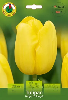 Zdjęcie produktu dla Tulipan Triumph żółty