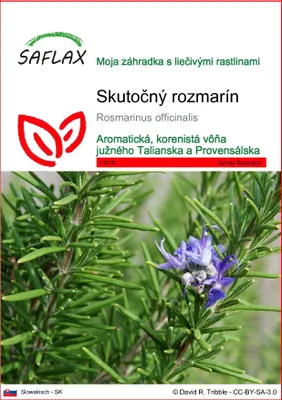 Obrázok produktu pre SAFLAX - Skutočný rozmarín - Rosmarinus officinalis - 100 Semená