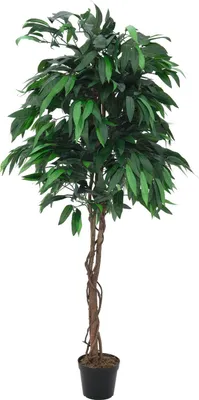 Immagine prodotto di EUROPALMS Albero della giungla di mango, pianta artificiale, 180 cm (82506726)