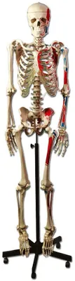 Anatomisches Skelettmodell auf Wagen, 1 Stück, didaktisch