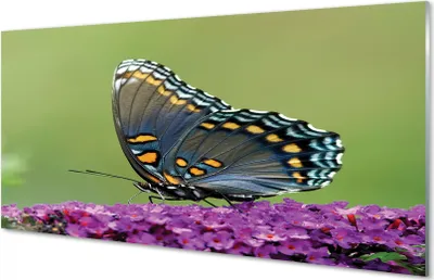 Produktbild von Glasbilder 100x50 Wandkunst Bunter Schmetterling auf Blumen