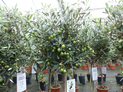 Produktbild von Olivenbaum Stamm Olive 80 - 100 cm hoch, mit vielen Früchten, beste Qualität, Olea Europaea