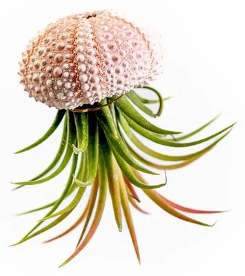 Obrázok produktu pre Gardners Medusa ROSE s Tillandsií ionantha green