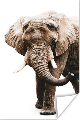 Produktbild von MuchoWow® Poster Elefant - Weiß - Tiere 20x30 cm - Papierdruck