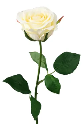 Produktbild von Künstliche Rose Wasserstiel, ca 47cm. Kunstblume Dekoblume Weiß-Creme