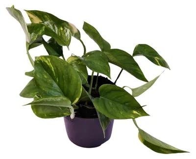 Produktbild von Scindapsus (Epipremnum) Aureum - 25cm - Ø12cm - Zimmerpflanze - Immergrün