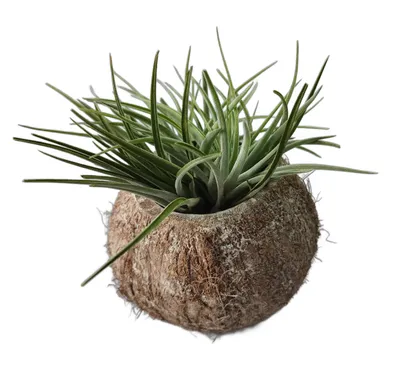 Produktbild von Exotische Kokosnuss Schale mit Tillandsie