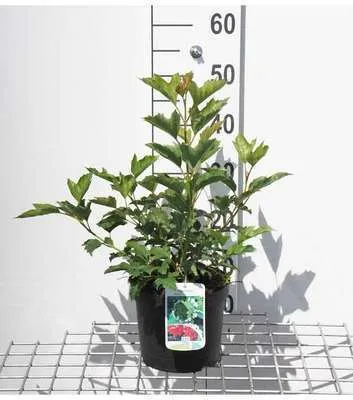 Immagine prodotto di Viburnum op. compactum' - Palla di neve 25- 30 cm - Contenitore