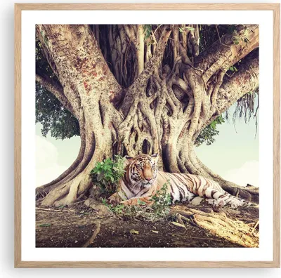 Produktbild von Gerahmtes Poster - Rahmen in heller Eiche - Tiger Wild Baum - 60x60 cm - Wand Bild - Wanddeko - Wandbilder - Kunstposter - Wandposter - Bilderrahmen - Bilder - Kunstdruck - P2NAC60x60-5124