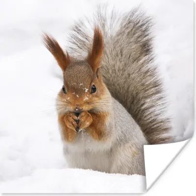 Produktbild von MuchoWow® Poster Eichhörnchen - Tier - Schnee 75x75 cm - Wand Dekoration