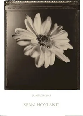 Produktbild von Flowers - Poster - Sunflower Sepia