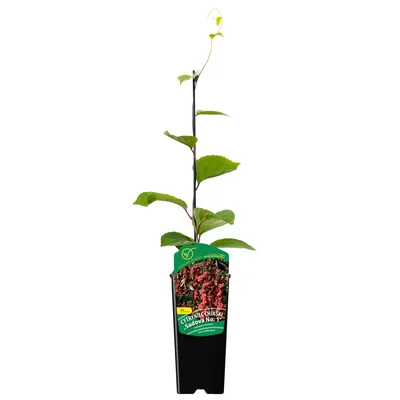 Immagine prodotto di Cinese Magnolia-Vine Sadova No1 2L