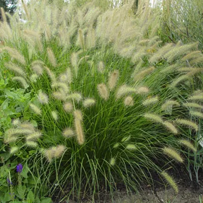 Produktbild von 6 x Niedriges Lampenputzergras - Pennisetum alopecuroides  | Topf 9cm x 9cm