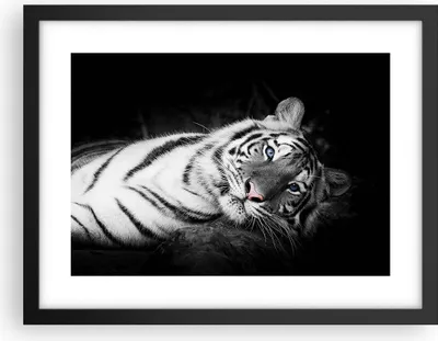 Produktbild von Gerahmtes Poster - Schwarzer Rahmen - Weiß Tiger Schwarz und Weiß - 40x30 cm - Wand Bild - Wanddeko - Wandbilder - Wandposter - Bilderrahmen - Bilder - Kunstdruck - Wandbild - P2BAA40x30-4247