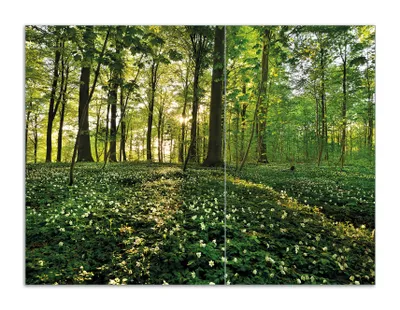Produktbild von Wallario Herdabdeckplatte aus Glas, Größe 70 x 52 cm 2-teilig, Motiv Waldanemonen und Sonnenstrahlen im Wald