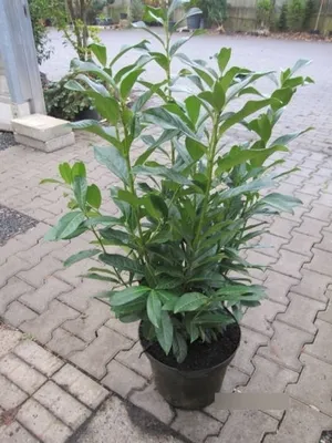 Produktbild von Prunus laurocerasus Genolia ® - Lorbeerkirsche Genolia ® 100-125