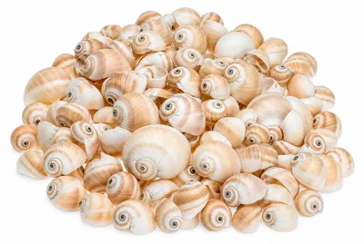 Produktbild von Schnecke Mattukan 1 kg 2-5 cm ca. 150 Stück Natica vitellus Muscheln Basteln