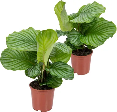 Produktbild von 2er Set - Calathea Orbifolia - Korbmarante -Zimmerpflanzen - Pflegeleicht - Luftreinigend - Haustierfreundlich - Höhe 40-50 cm - Topf 14 cm