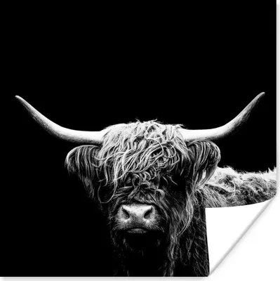 Produktbild von MuchoWow® Poster Schottischer Highlander - Kuh - Schwarz - Weiß - Tiere 50x50 cm - Wohnzimmerdekoration