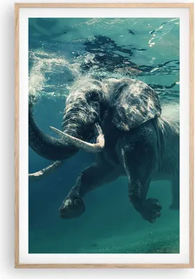 Produktbild von Gerahmtes Poster - Rahmen in heller Eiche - Elefant Tier Wasser - 61x91,5 cm - Wand Bild - Wanddeko - Wandbilder - Wandposter - Bilderrahmen - Bilder - Kunstdruck - Wandbild - P2NPA61x91-3944
