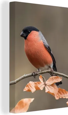 Produktbild von MuchoWow® - Leinwandbilder - Vogel - Laub - Herbst - Gimpel -, Wandbild, Wanddeko Bilder Wohnzimmer, 80x120 cm