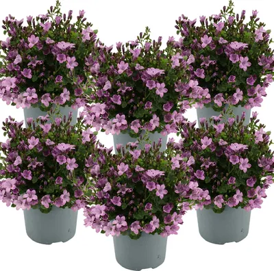 Produktbild von 6er-Set - Campanula Ambella Pink - Glockenblume - Bodendecker - Gartenpflanzen - Winterhart - Tierfreundlich - 10-20 cm Hoch - Topf 10,5 cm