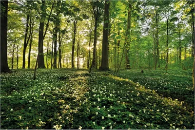 Produktbild von Wallario Poster - Waldanemonen und Sonnenstrahlen im Wald, Kunstdruck Größe: 61 x 91,50 cm