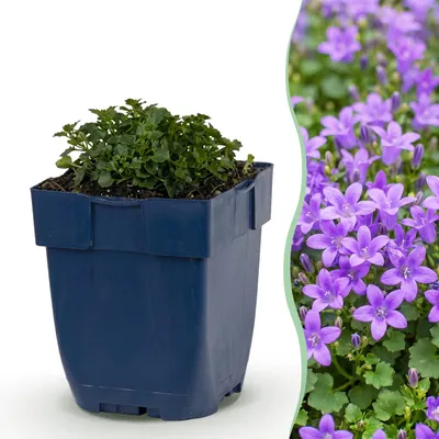 Produktbild von Green boutiQ - Staude - Campanula portenschlagiana - Pfirsichblättrige Glockenblume - Bodendecker - Rosa - 24 Pflanzen - Topf 11cm - Höhe 15-25cm